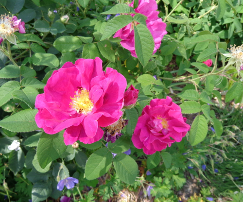 Apothecary rose in Deborah Cooke's garden