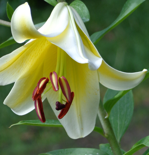 Yellow asiatic lily in Deborah Cooke's garden.