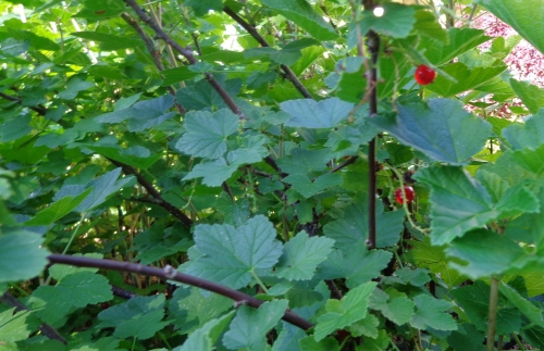Red currant bush in Deborah Cooke's garden